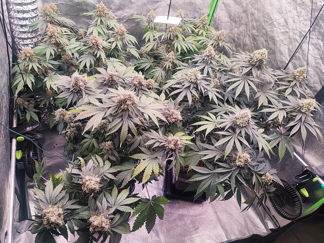 Growreport Bild 32