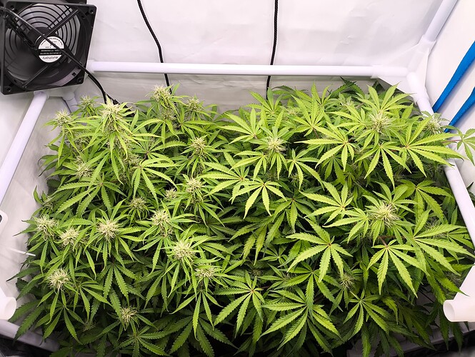 Growreport Bild 1