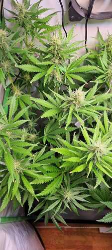 Growreport Bild 8