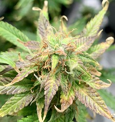 Growreport Bild 10
