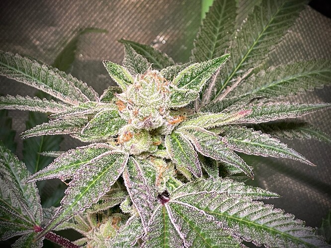 Growreport Bild 10