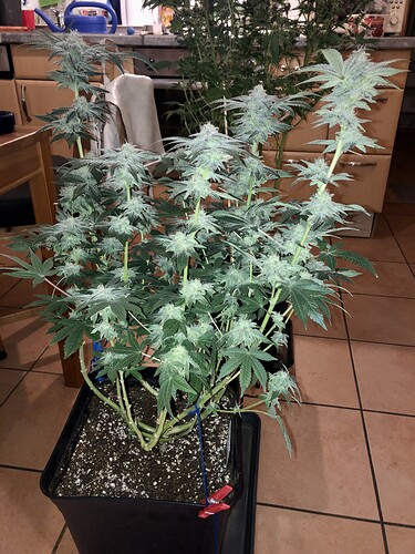 Growreport Bild 13