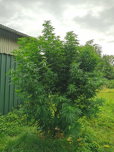 Growreport Bild 9