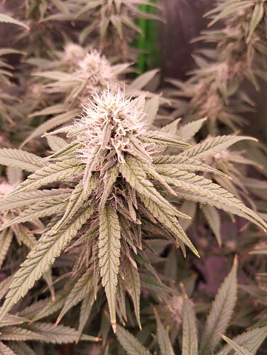 Growreport Bild 9
