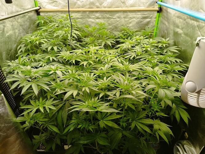 Viele junge Cannabispflanzen in einem Zelt, die sich gut entwickeln.