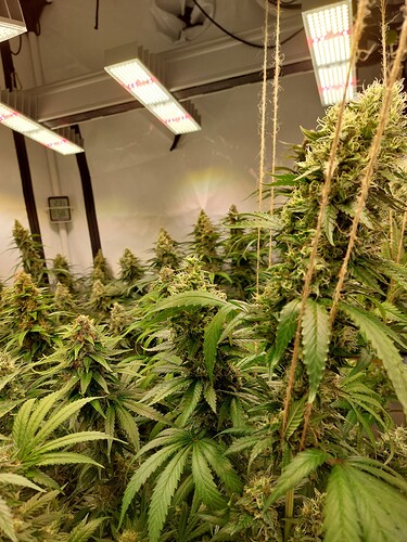 Growreport Bild 4