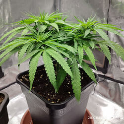 9wjjd7tl4ts_1772271005513