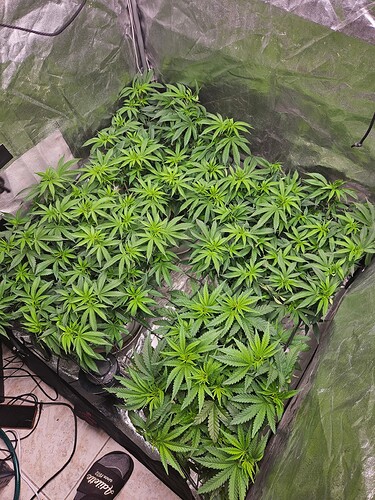 Growreport Bild 1