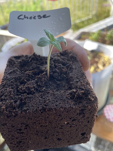 Growreport Bild 12