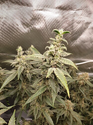 Growreport Bild 6