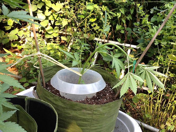 Growreport Bild 2