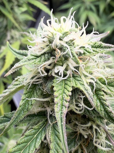 Growreport Bild 8