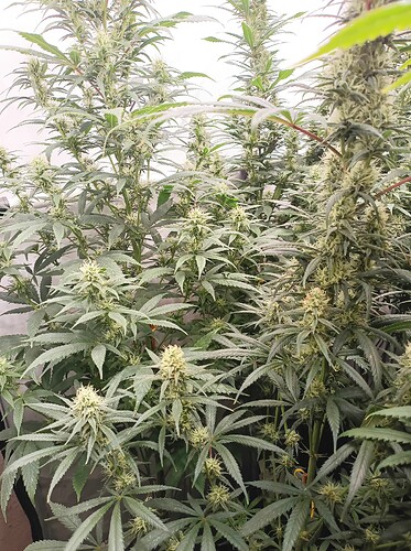 Growreport Bild 24