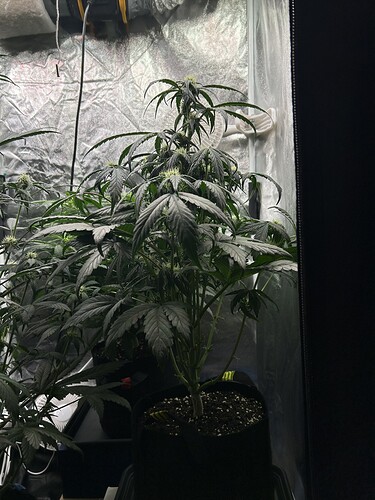 Growreport Bild 1