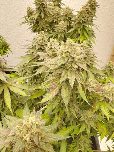Growreport Bild 2