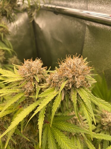 Growreport Bild 5
