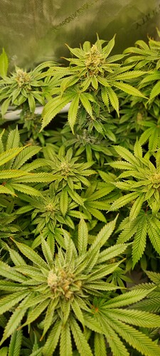 Growreport Bild 14