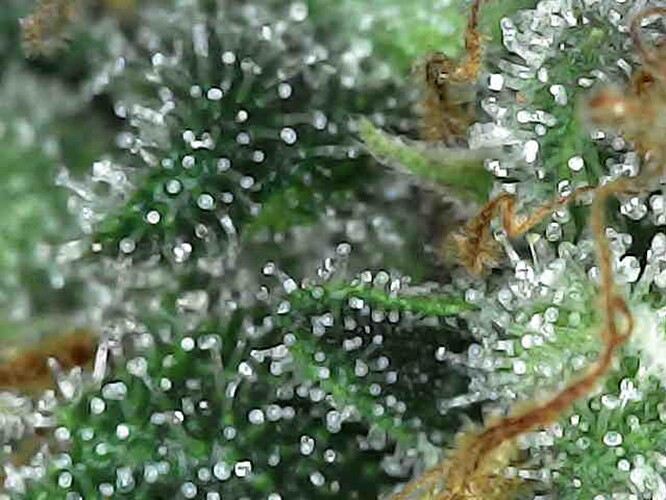 Growreport Bild 10