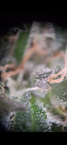 Screenshot_20240618_182057_Gallery