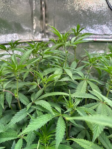 Growreport Bild 86