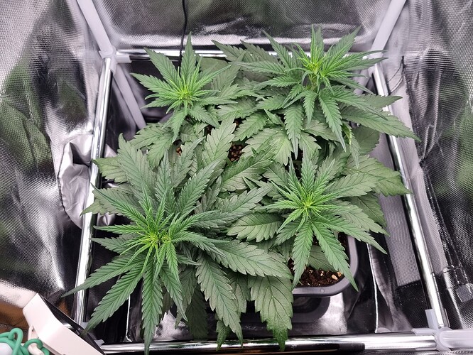 Growreport Bild 2