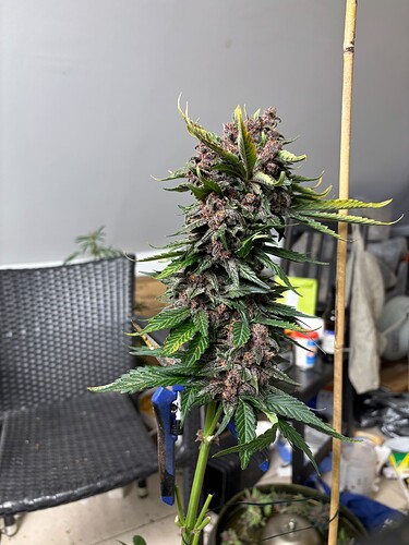 Growreport Bild 61