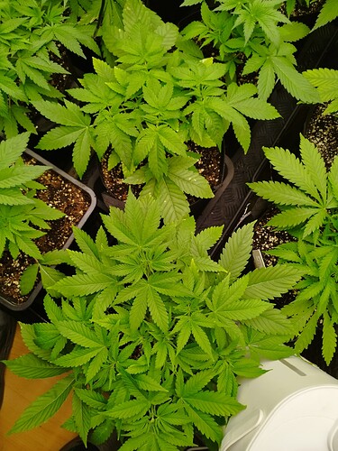 Mehrere junge Cannabispflanzen in Töpfen, die sich in der Wachstumsphase befinden.