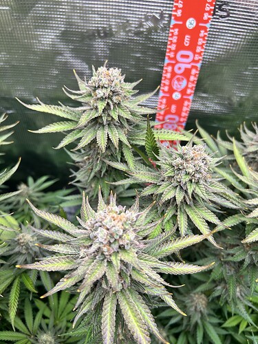 Nahaufnahme von blühenden Cannabis-Pflanzen mit einem Messstab im Hintergrund.
