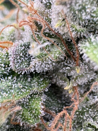 Growreport Bild 4