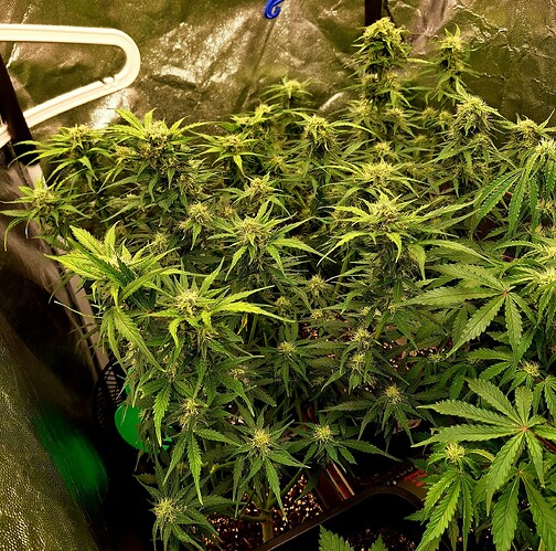 Growreport Bild 1