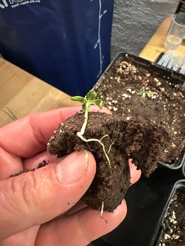 Growreport Bild 4