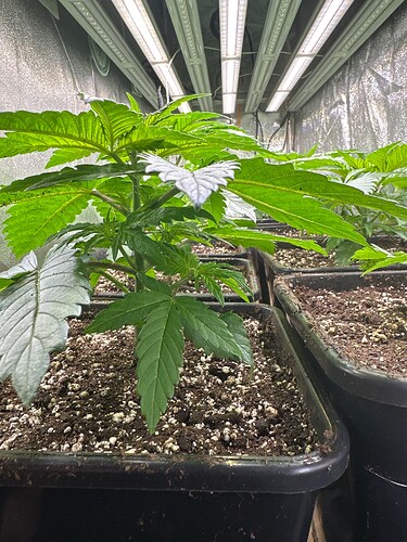 Growreport Bild 33