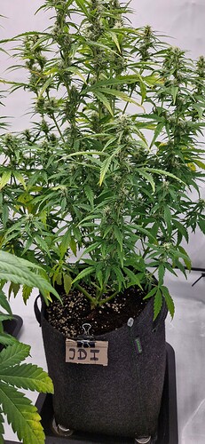 Growreport Bild 6