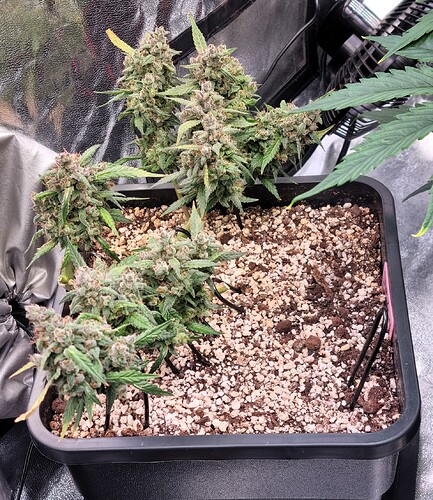 Growreport Bild 35