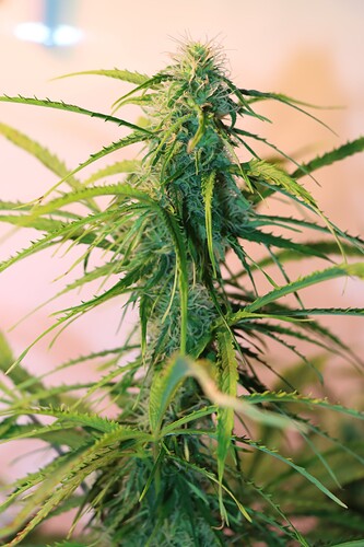 Growreport Bild 4