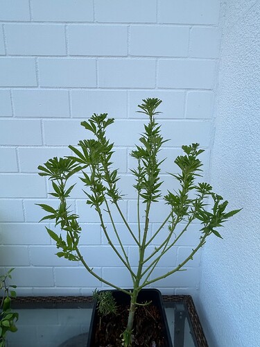 Growreport Bild 4