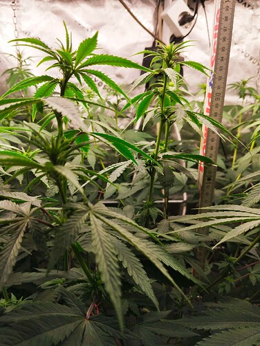 Growreport Bild 16