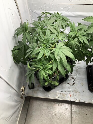 Growreport Bild 2
