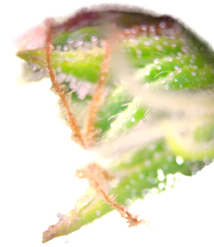 Growreport Bild 5