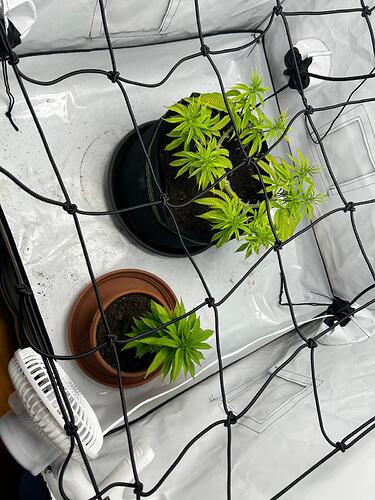 Growreport Bild 1