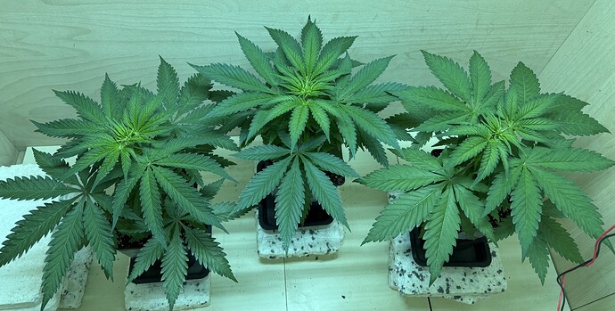 Growreport Bild 3