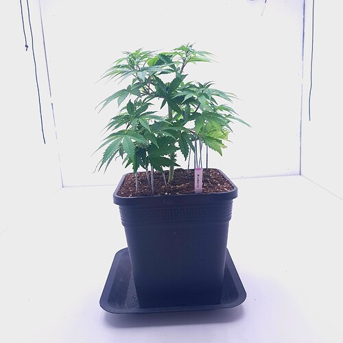 Growreport Bild 15