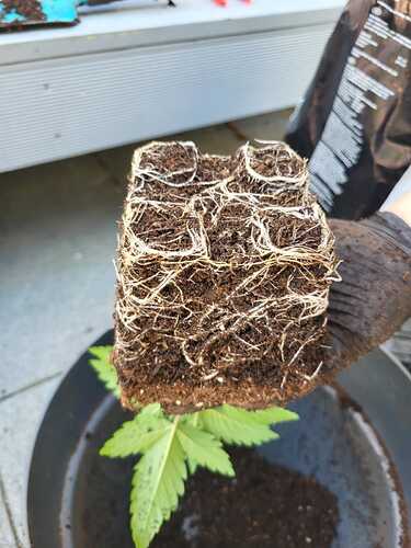 Growreport Bild 19
