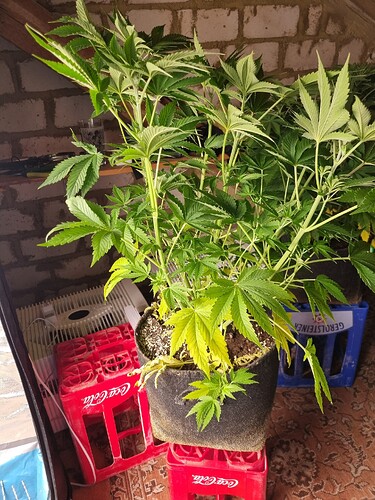 Eine Cannabis-Pflanze in einem Stofftopf, die auf roten Coca-Cola-Kisten steht. Die Pflanze zeigt Anzeichen von Chlorose, insbesondere an den unteren Blättern, die gelb geworden sind. Im Hintergrund sind weitere Pflanzen und ein Ventilator zu sehen.