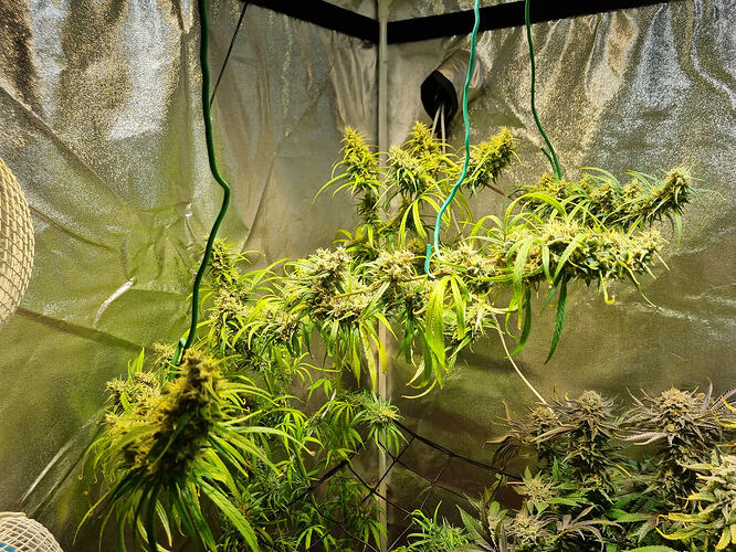 Mehrere Cannabis-Pflanzen in der Blütephase, die in einem Zelt an Seilen aufgehängt sind.