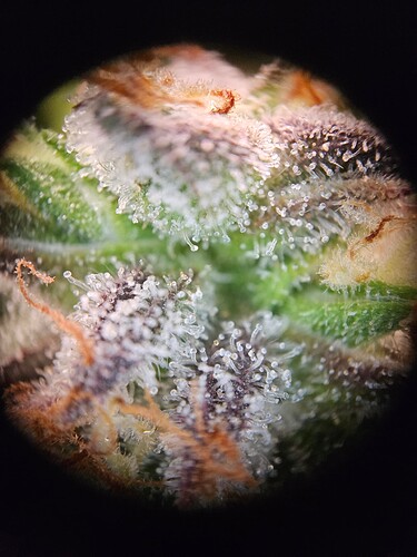 Growreport Bild 12