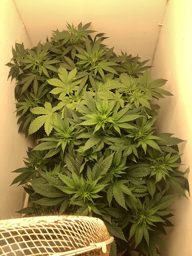 Growreport Bild 3