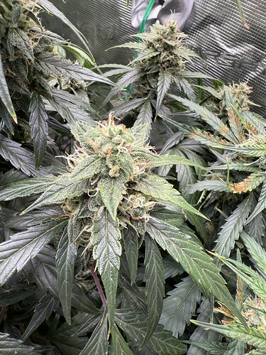 Growreport Bild 16