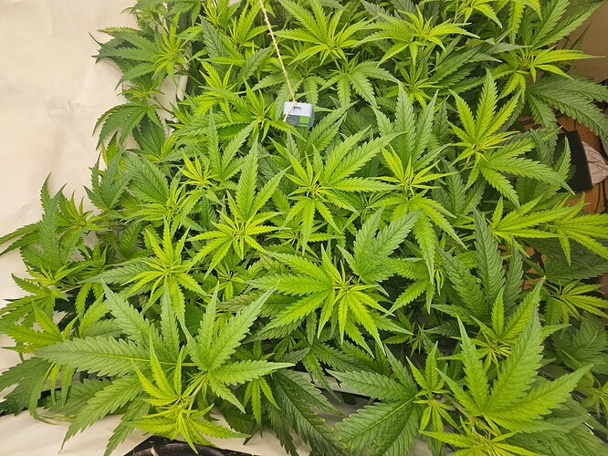 Growreport Bild 6