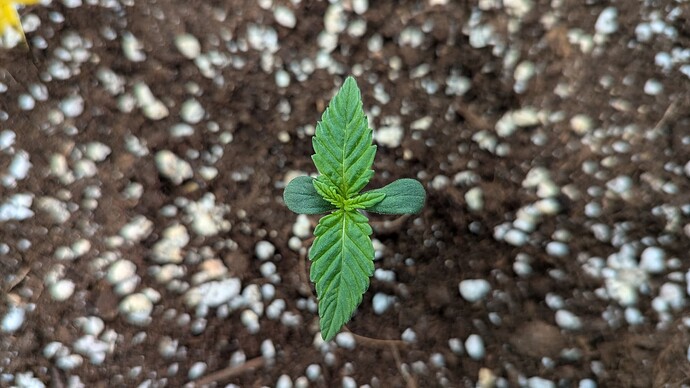 PXL_20240702_204332145.MP